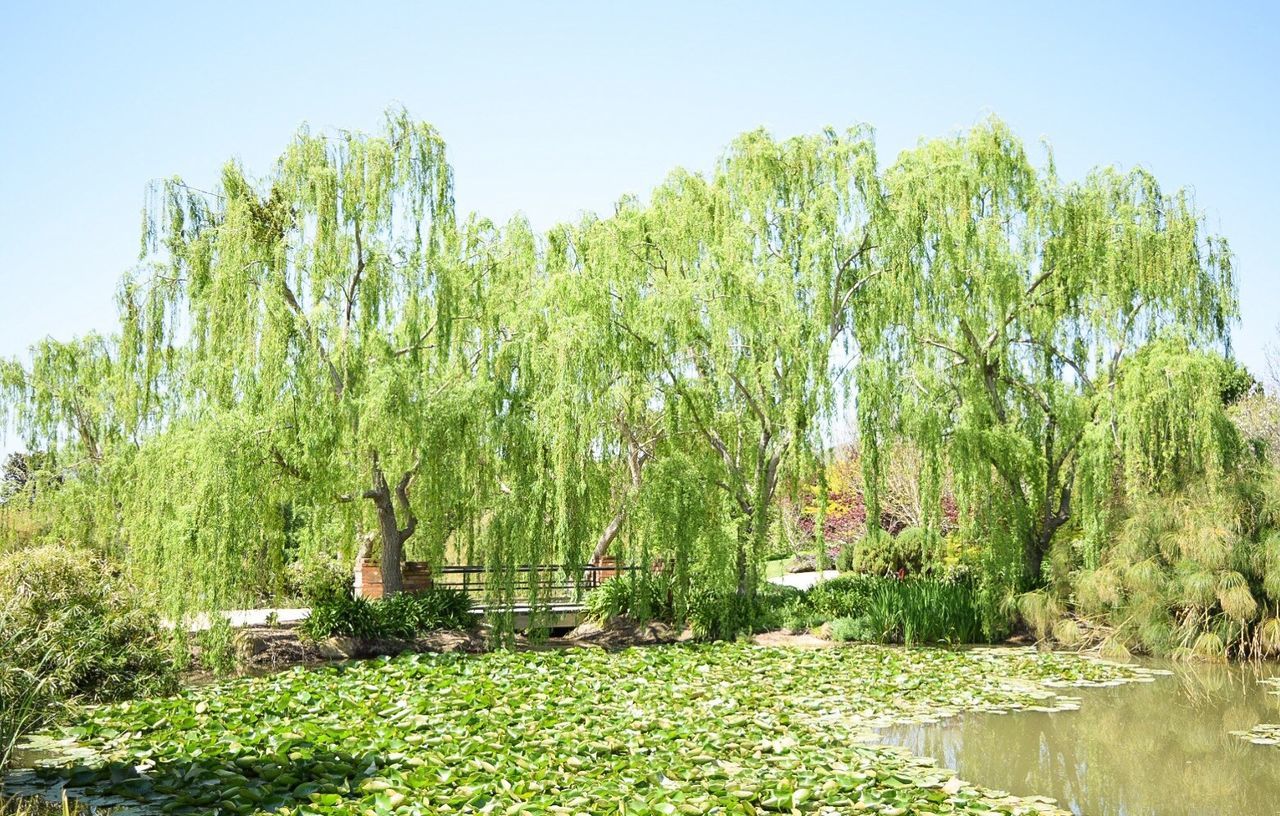 SCENIC VIEW OF LAKE WITH TREES IN BACKGROUND