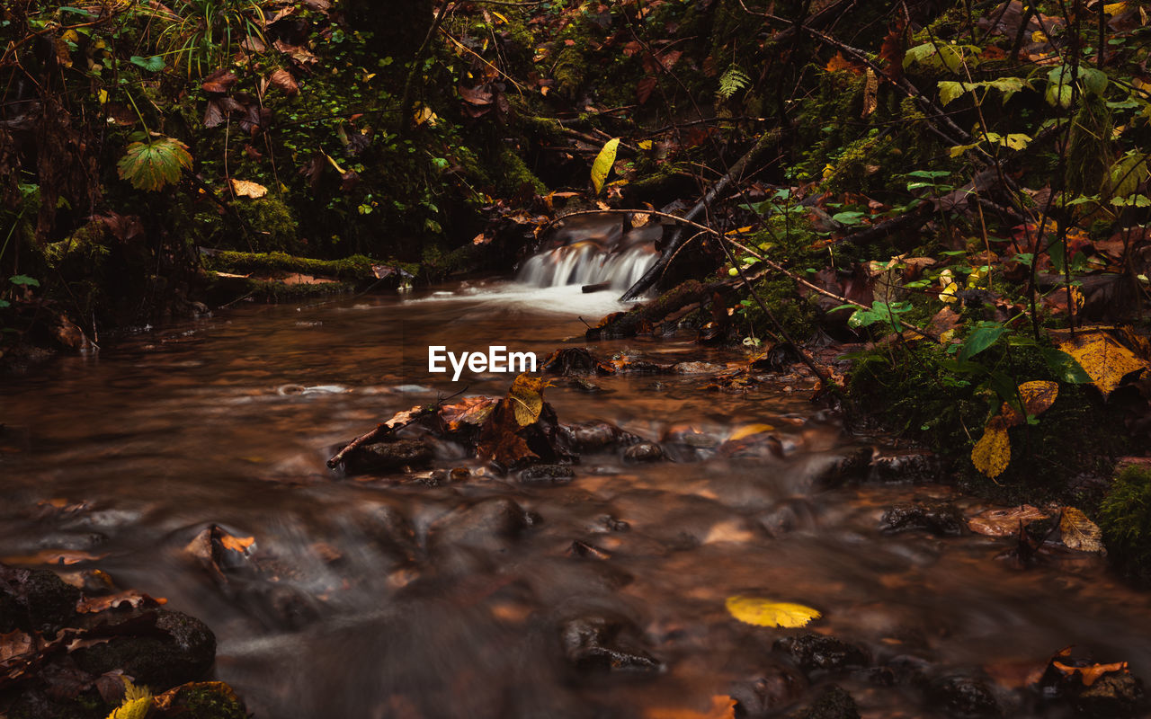 Scenic view of stream in forest