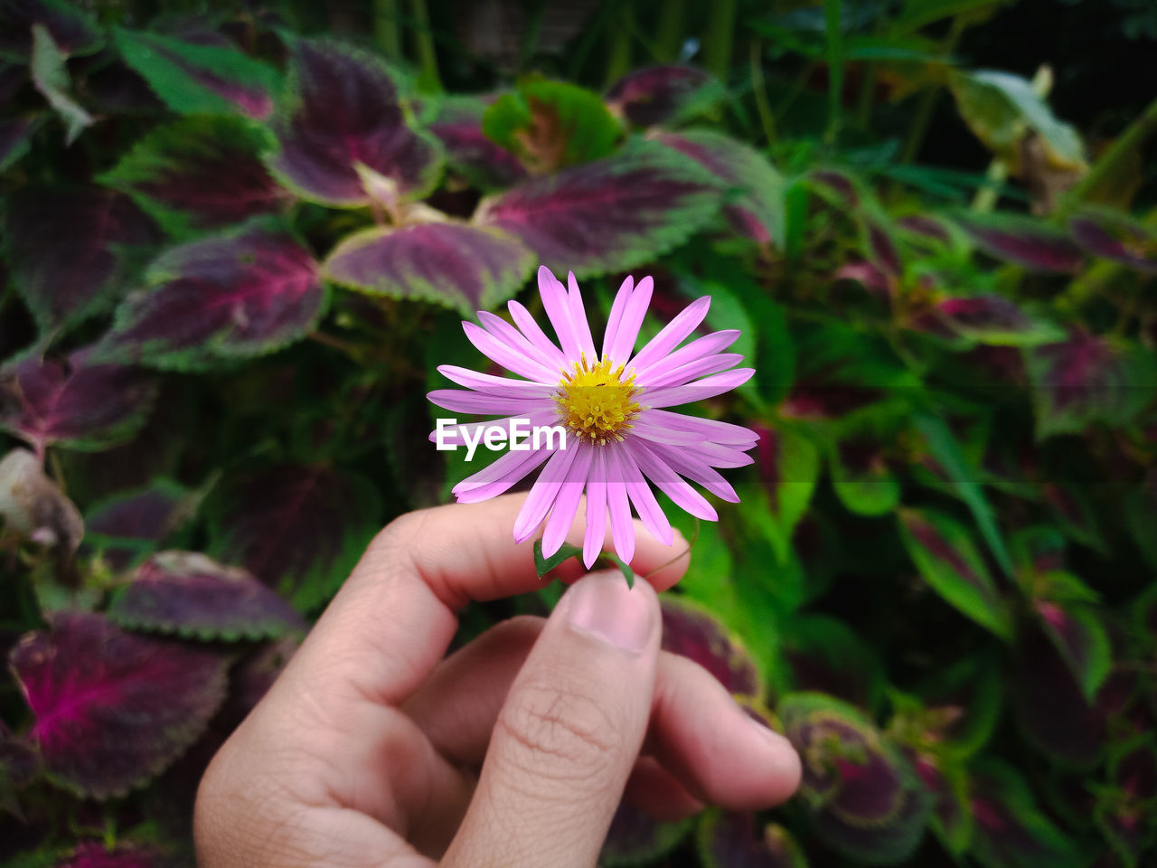 CLOSE-UP OF HAND HOLDING PINK FLOWERING PLANT