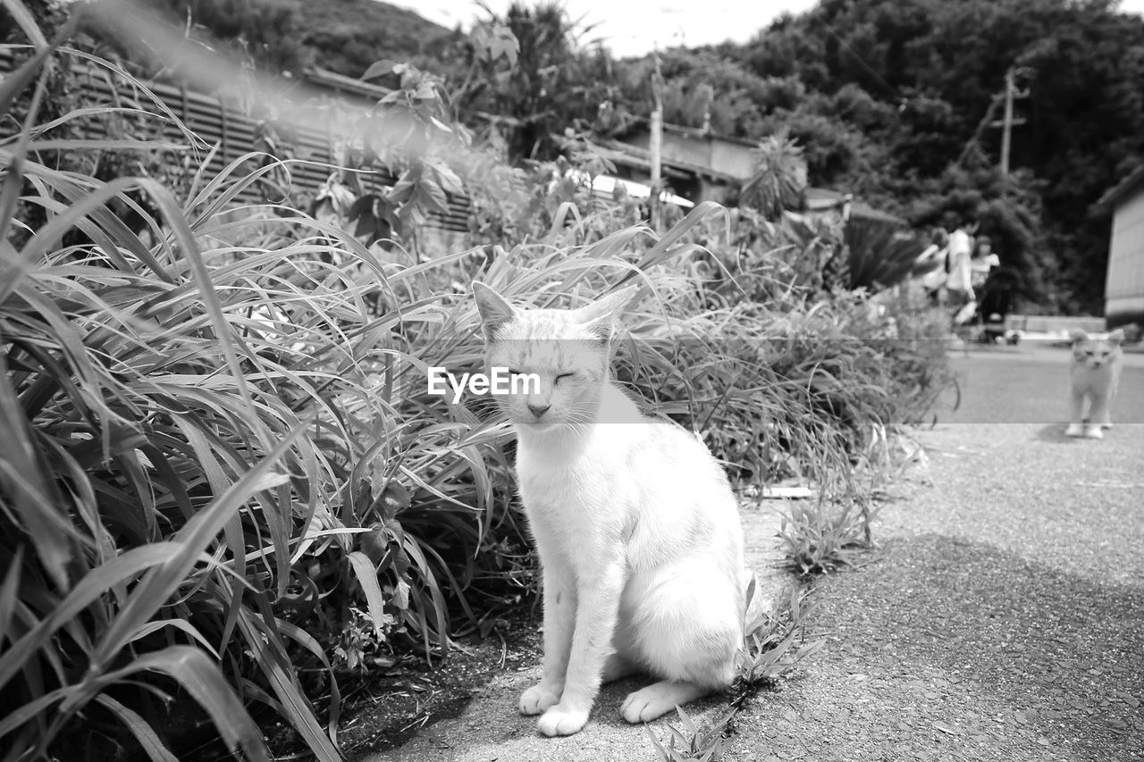 Portrait of cat sitting by plants outdoors