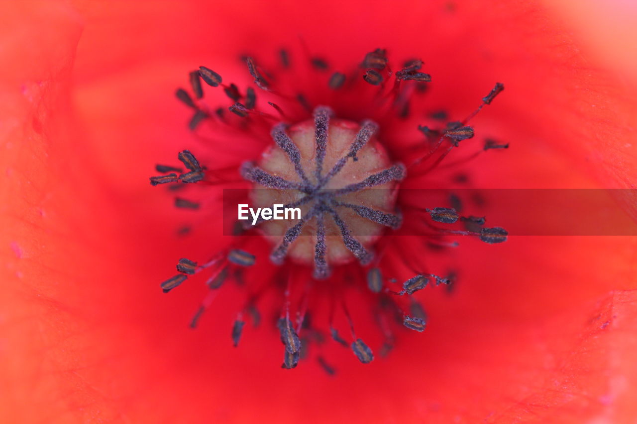 Close-up of red poppy