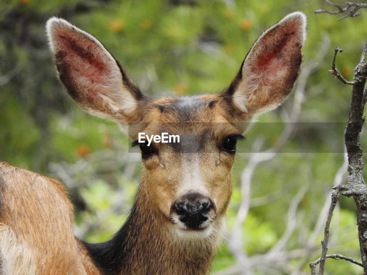 Close-up portrait of deer