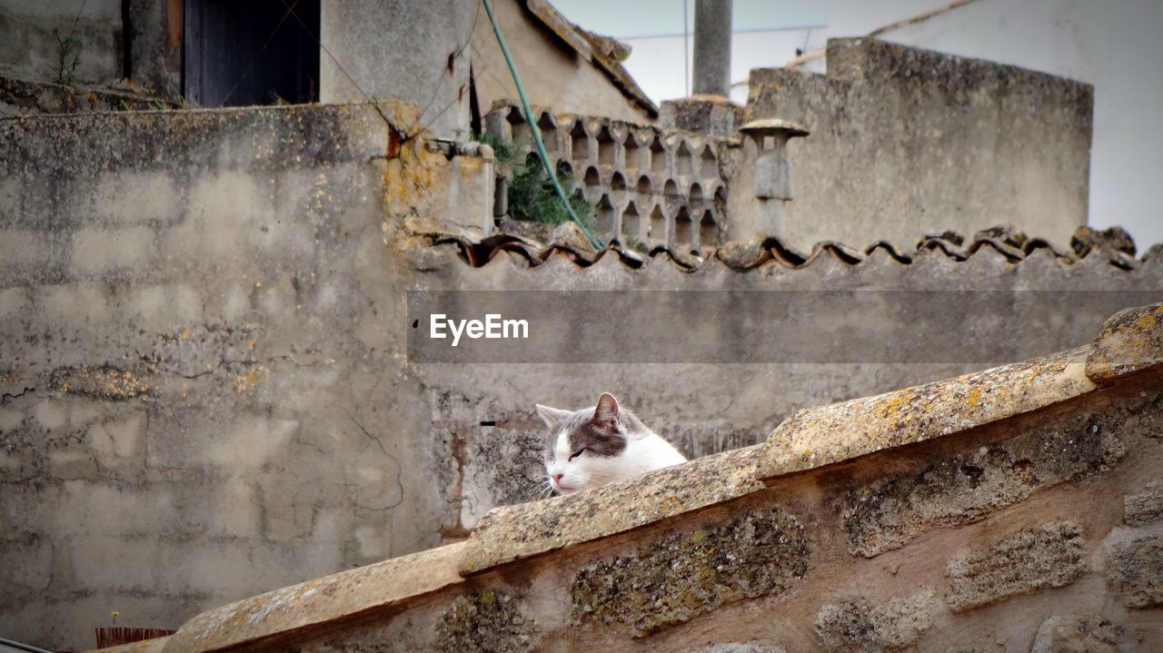 Cat relaxing on rooftop of abandoned house