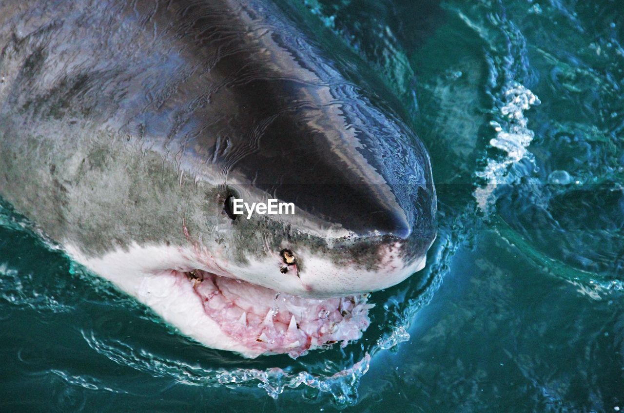 Close-up of shark in water