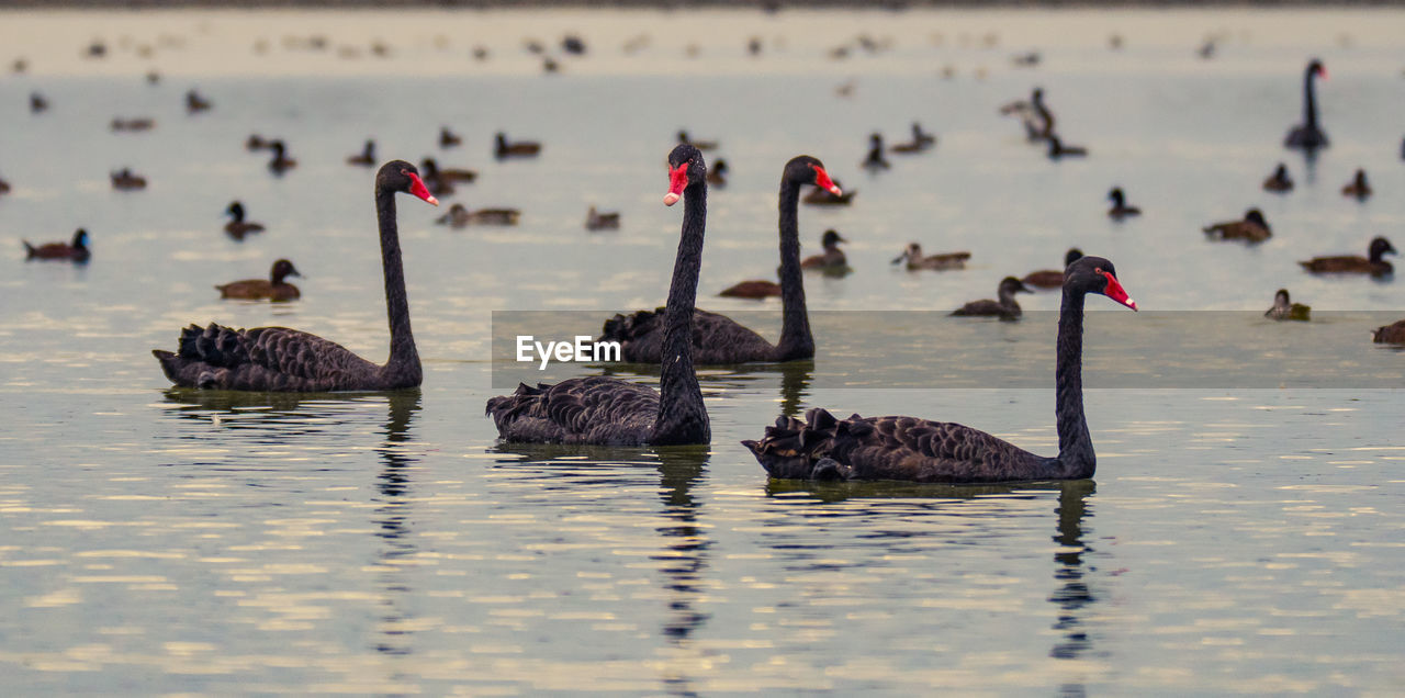 Swans swimming in lake