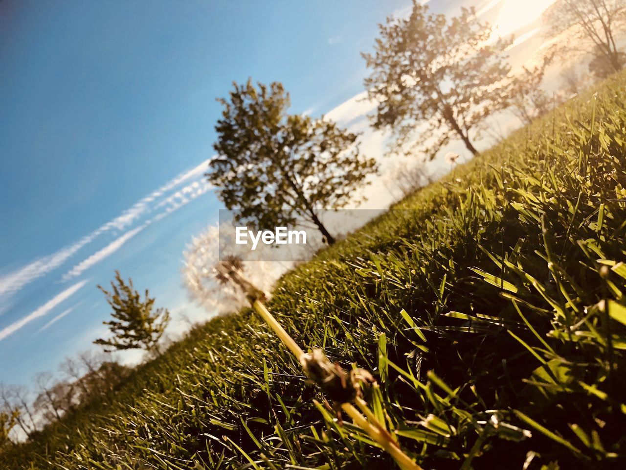 LOW ANGLE VIEW OF PLANTS ON FIELD AGAINST SKY