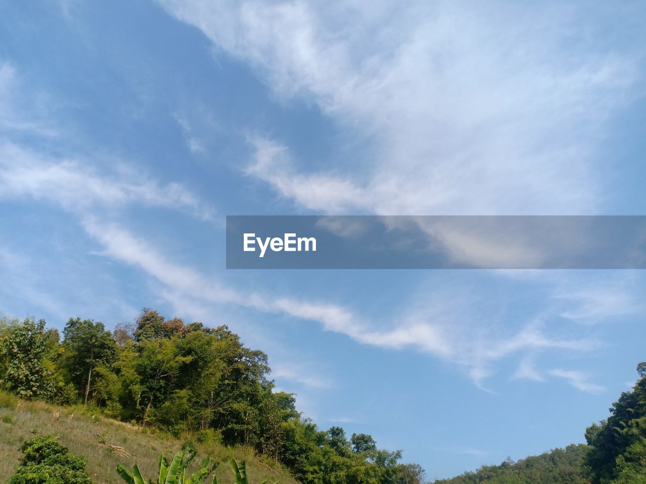 LOW ANGLE VIEW OF TREES ON LANDSCAPE AGAINST SKY