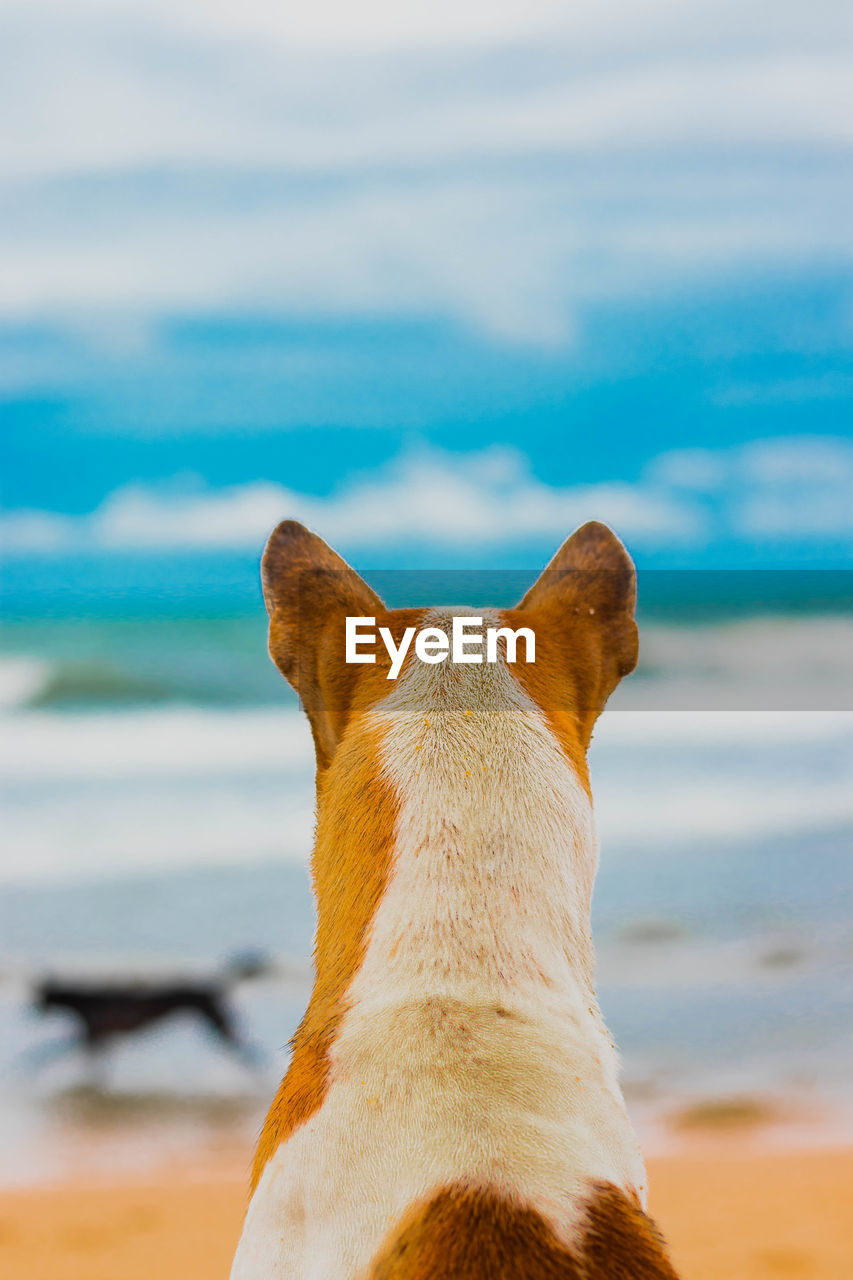 CLOSE-UP OF A DOG LOOKING AT SEA