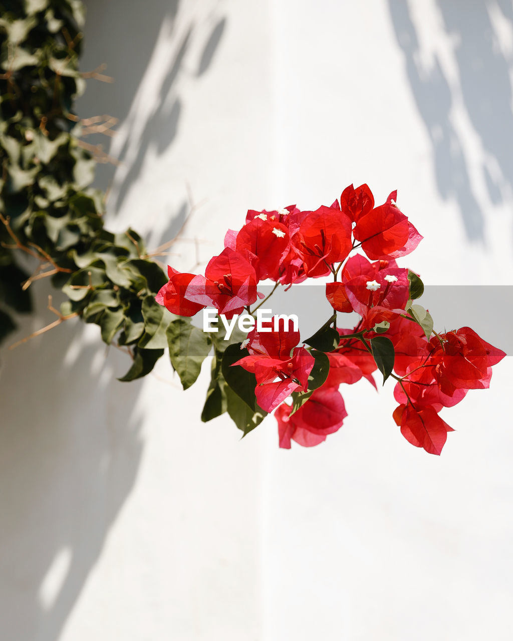 Close-up of red rose plant 