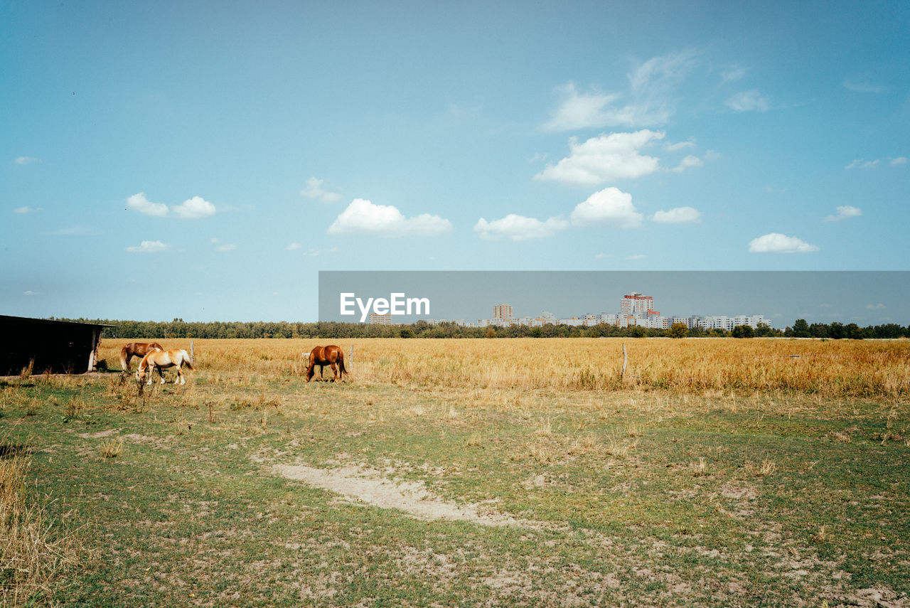 Horses on field against blue sky