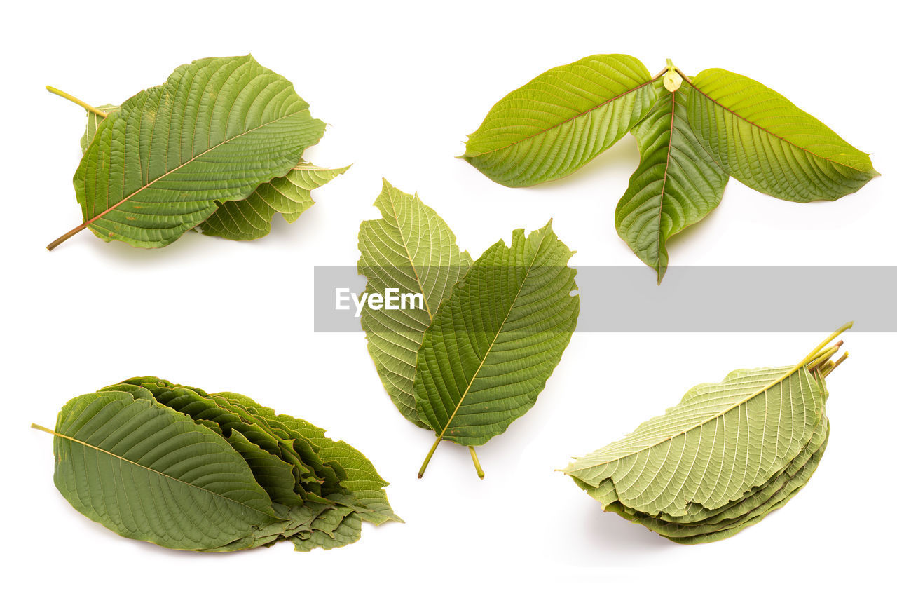 leaf, plant part, green, tree, plant, branch, nature, food and drink, produce, food, no people, freshness, studio shot, white background, herb, flower, healthy eating, leaf vein, wellbeing, group of objects, cut out, herbal medicine, outdoors