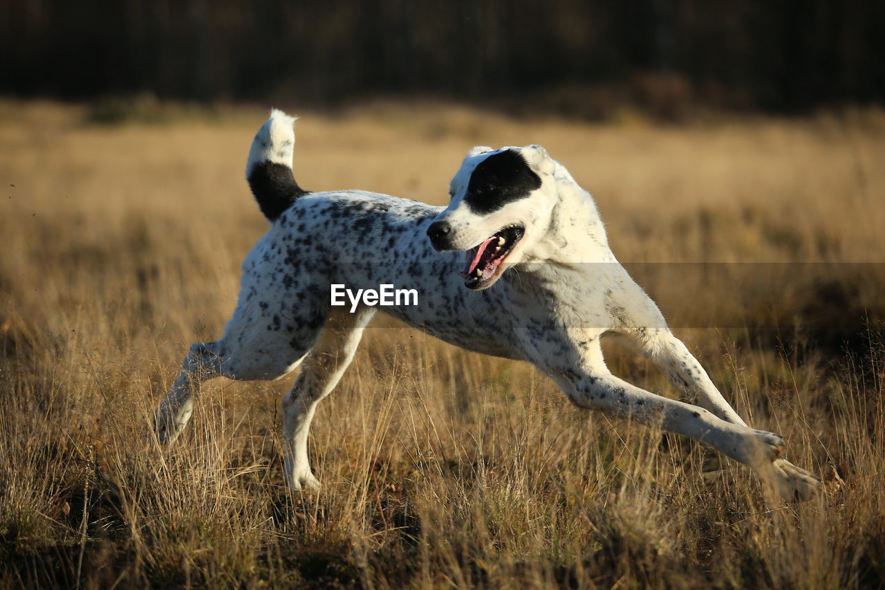 DOG RUNNING IN FIELD