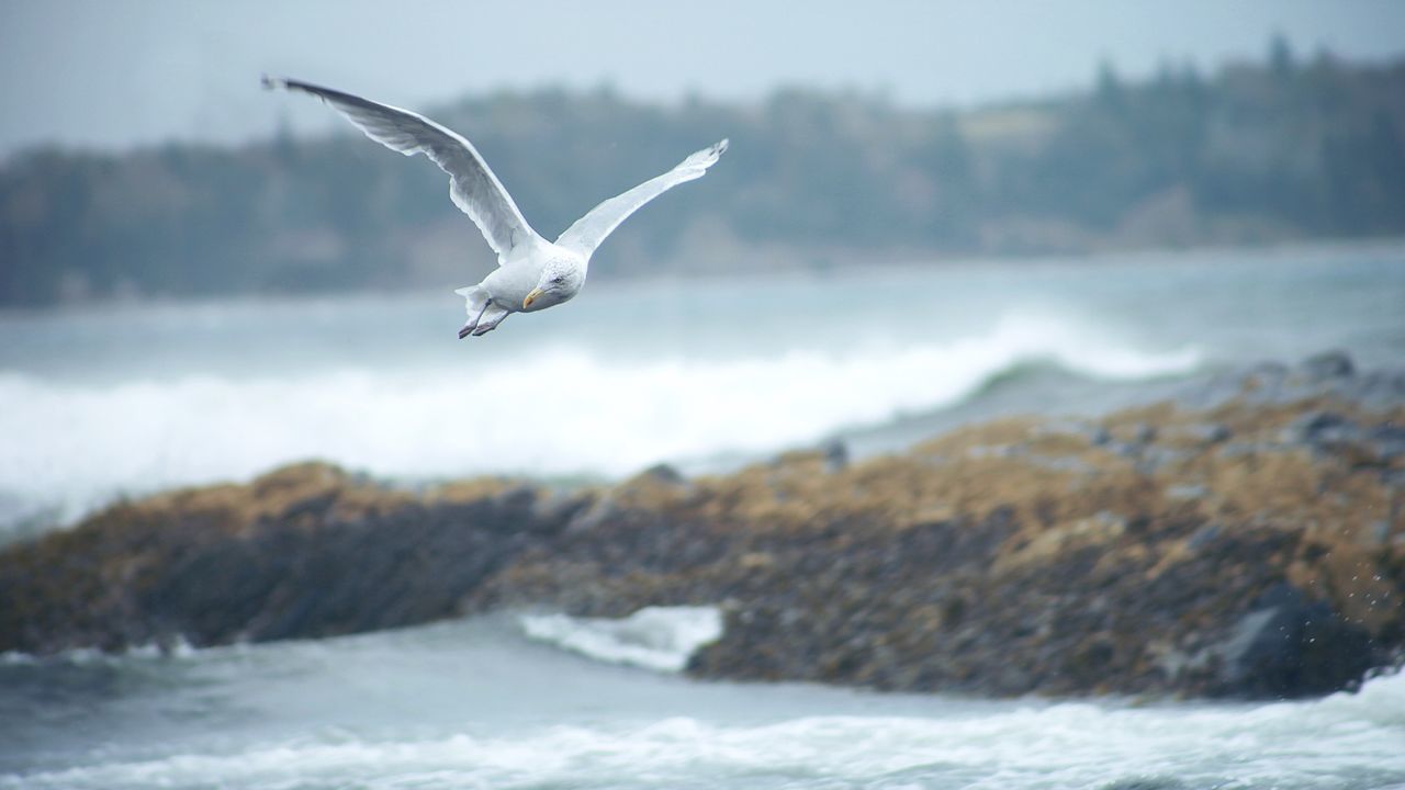 Seagull flying over sea