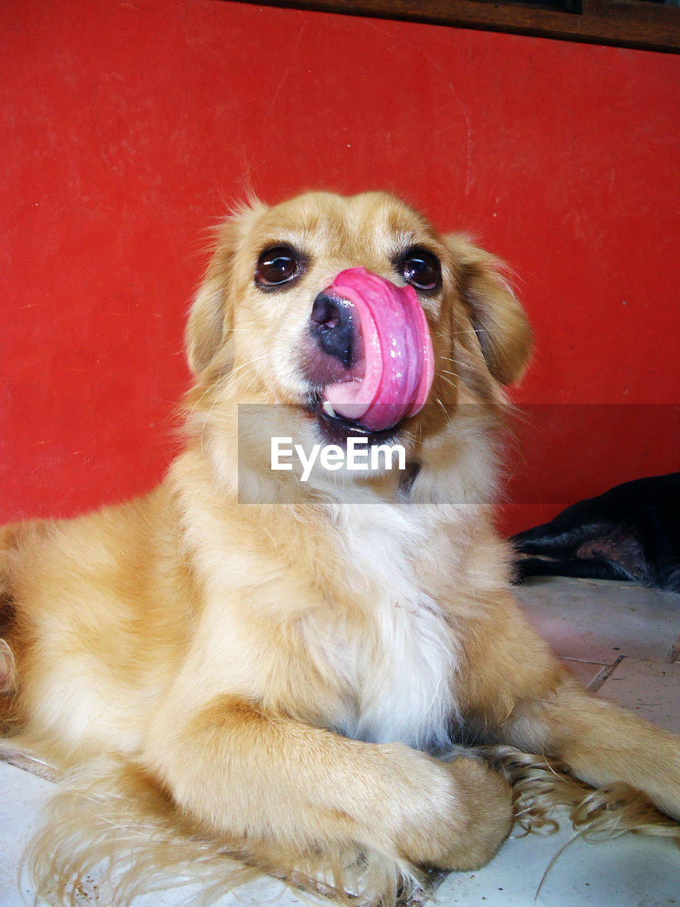 Close-up of dog licking nose while sitting on bed