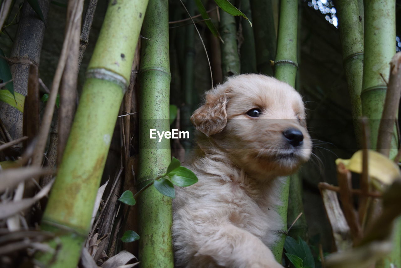 Close-up of dog amongst bamboo