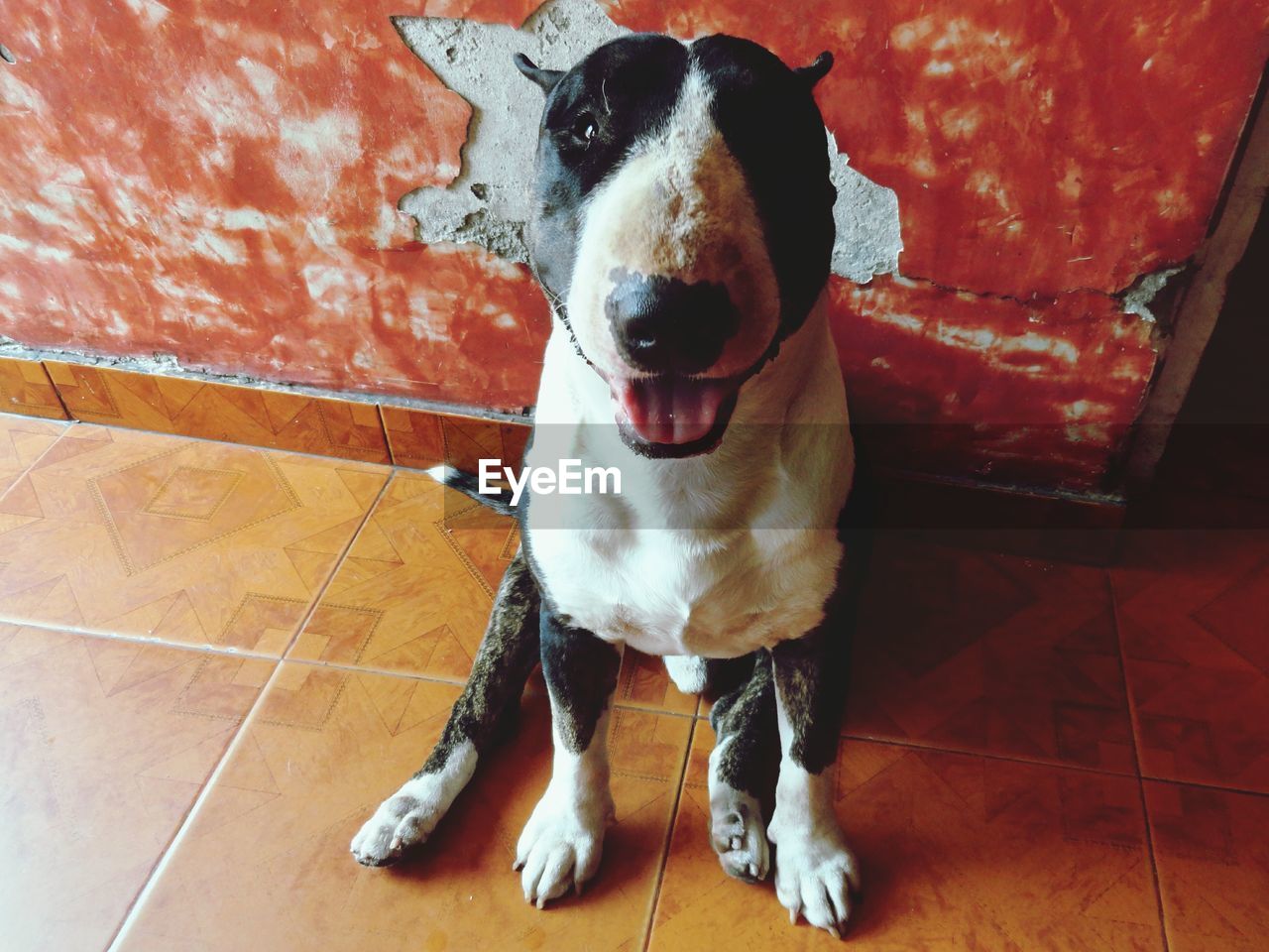 PORTRAIT OF DOG ON FLOOR