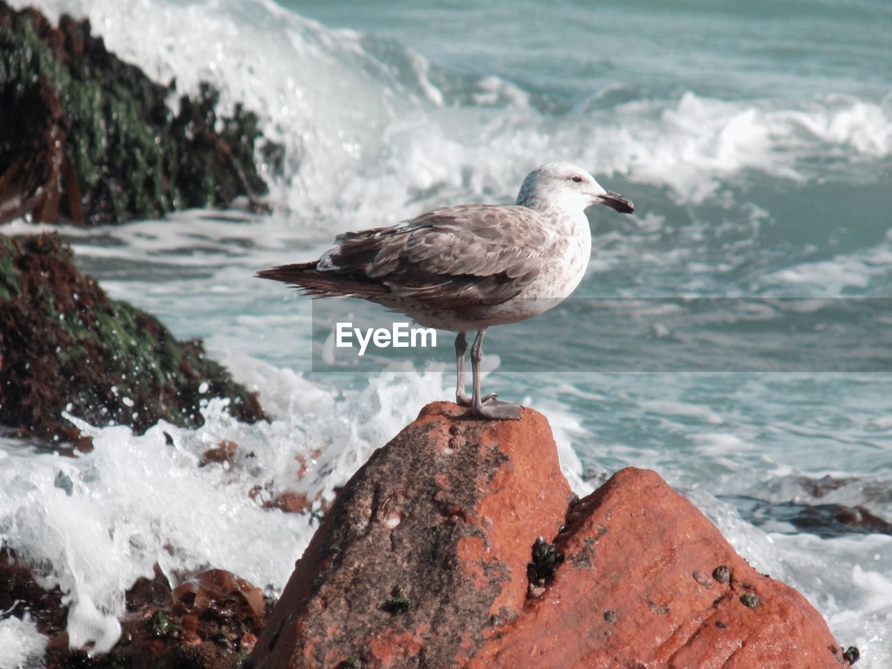 CLOSE-UP OF BIRD PERCHING ON SEA