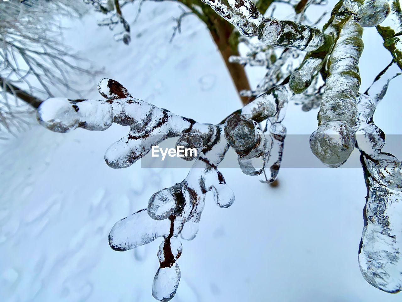 CLOSE-UP OF SNOW COVERED TREE BRANCHES