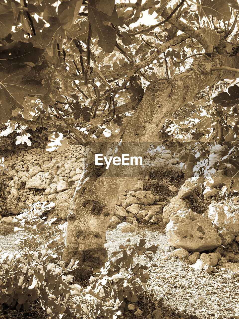 HIGH ANGLE VIEW OF DEAD PLANTS ON ROCK