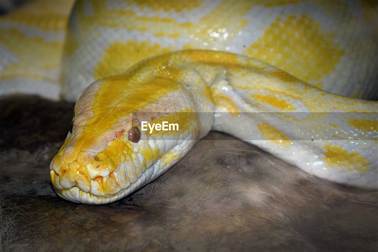 CLOSE-UP OF SNAKE ON YELLOW LEAF