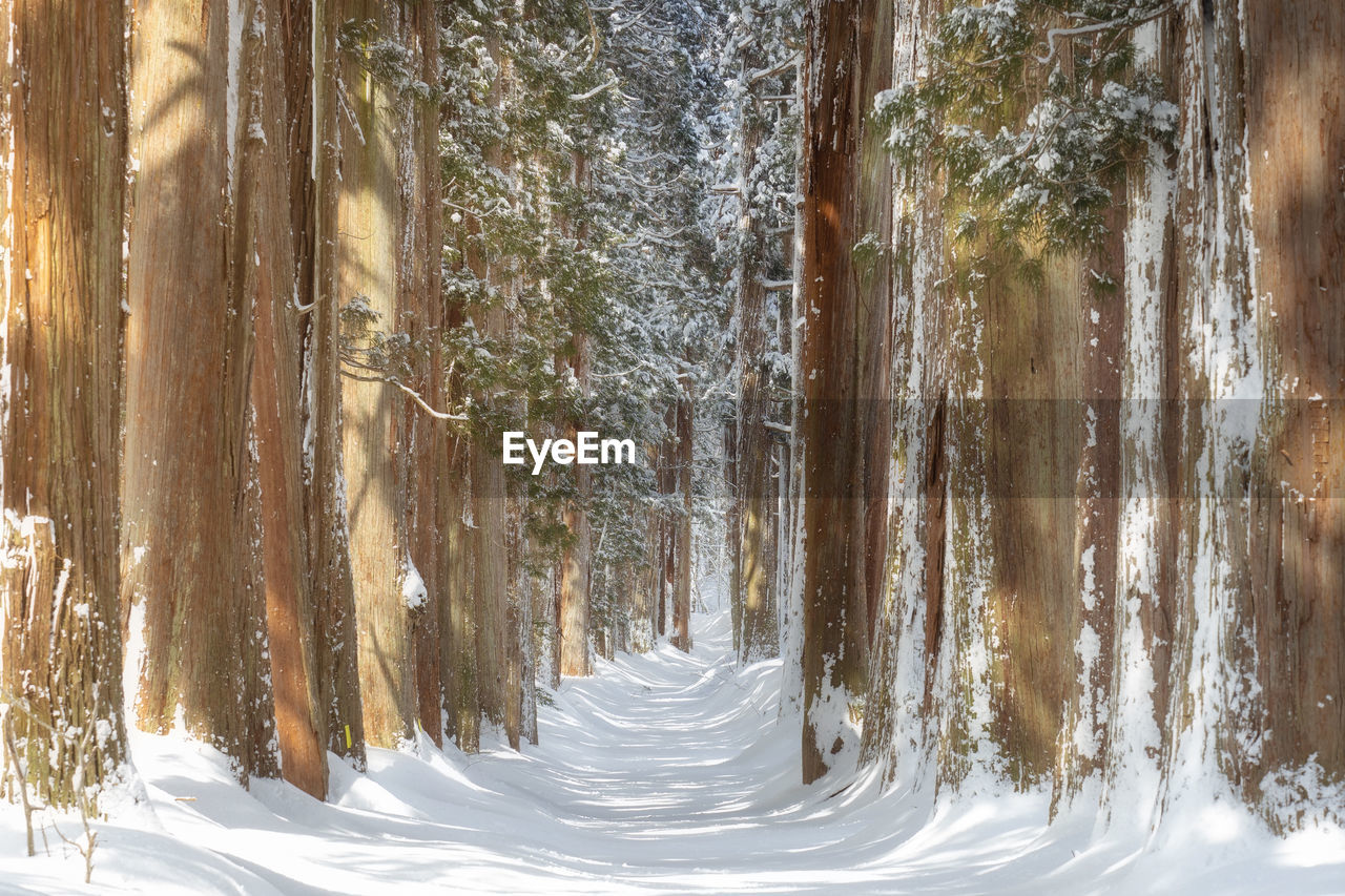 SNOW COVERED TREES IN FOREST