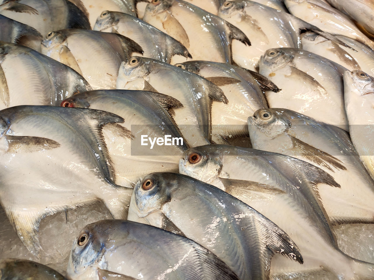 FULL FRAME SHOT OF FISH FOR SALE IN MARKET