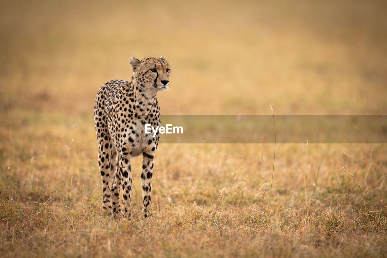 Cheetah on grassy field 
