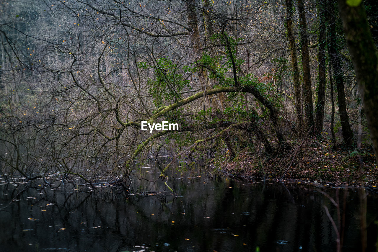 A street hangs down over a woodland pond in autumn