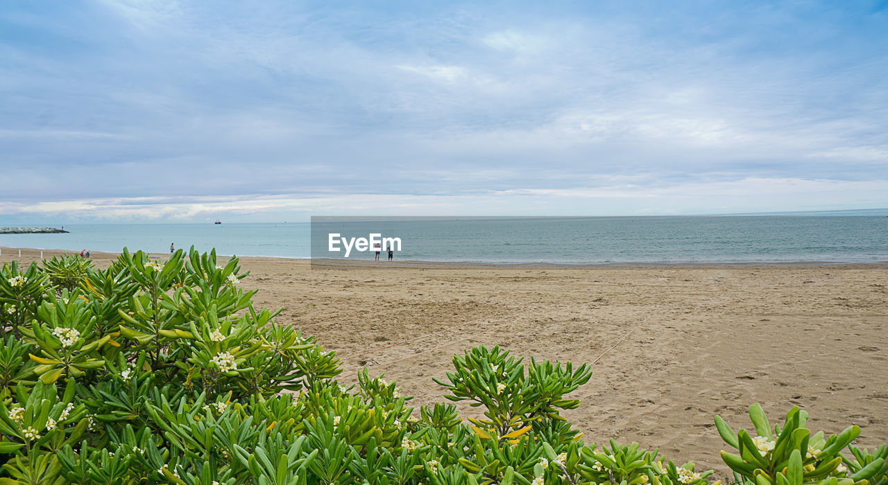 PLANTS ON BEACH AGAINST SKY