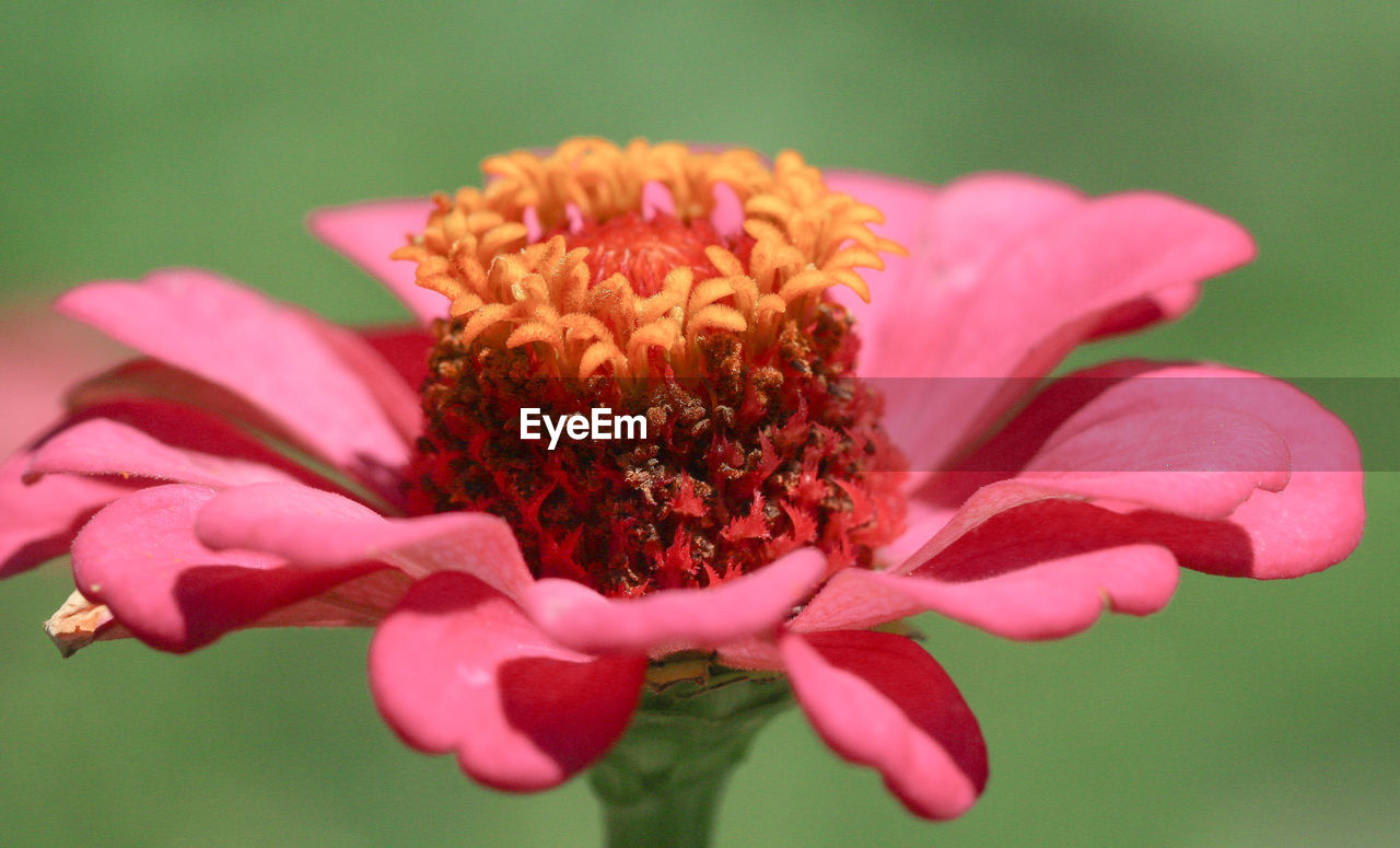 CLOSE-UP OF PINK FLOWER