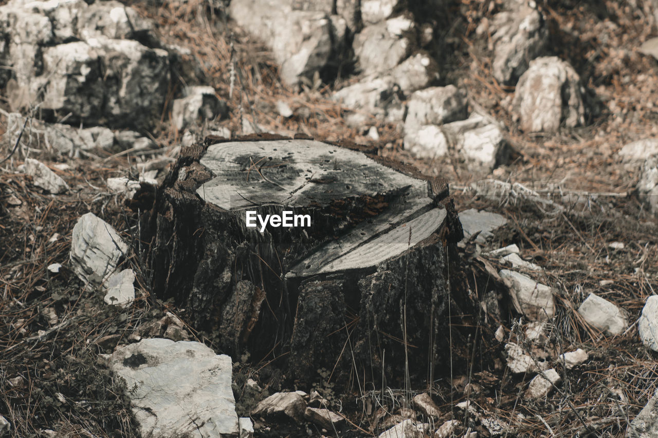 HIGH ANGLE VIEW OF A WOOD