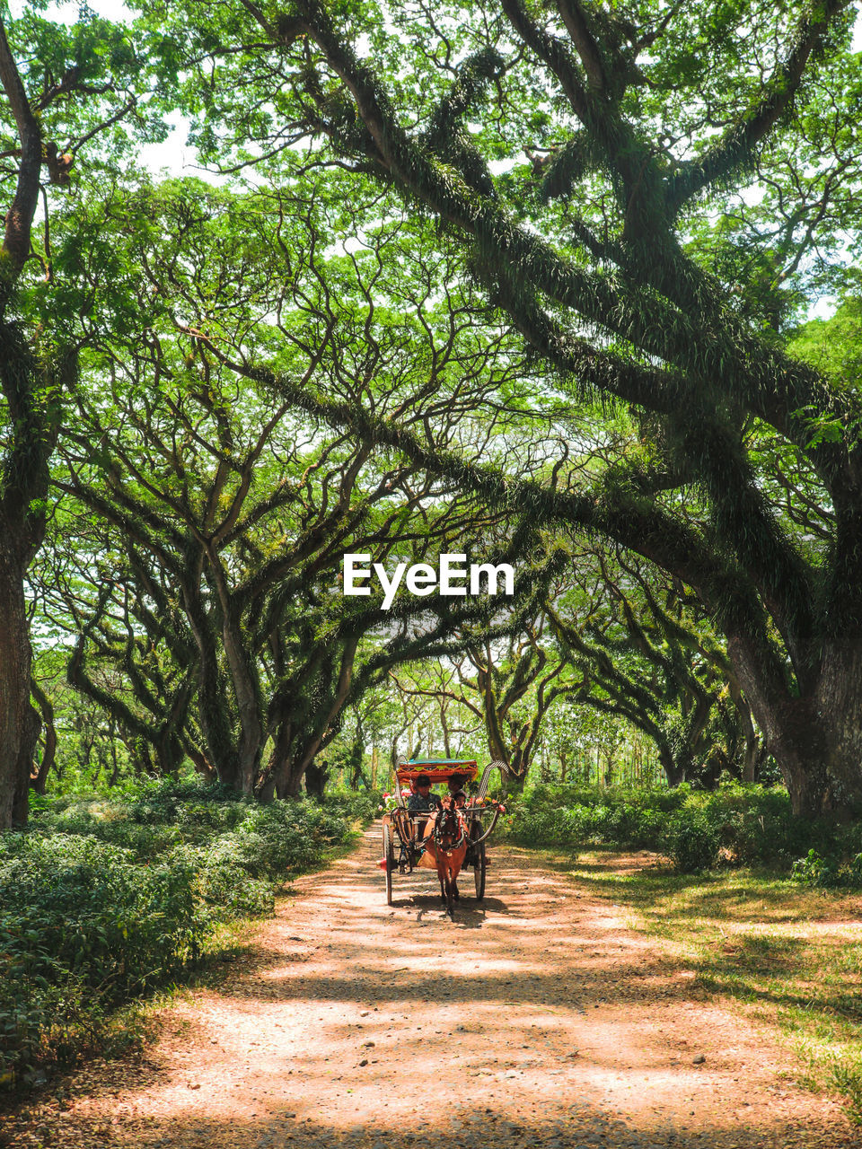 People in horse cart on land in forest