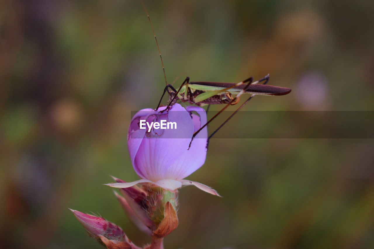 CLOSE-UP OF INSECT POLLINATING ON FLOWER