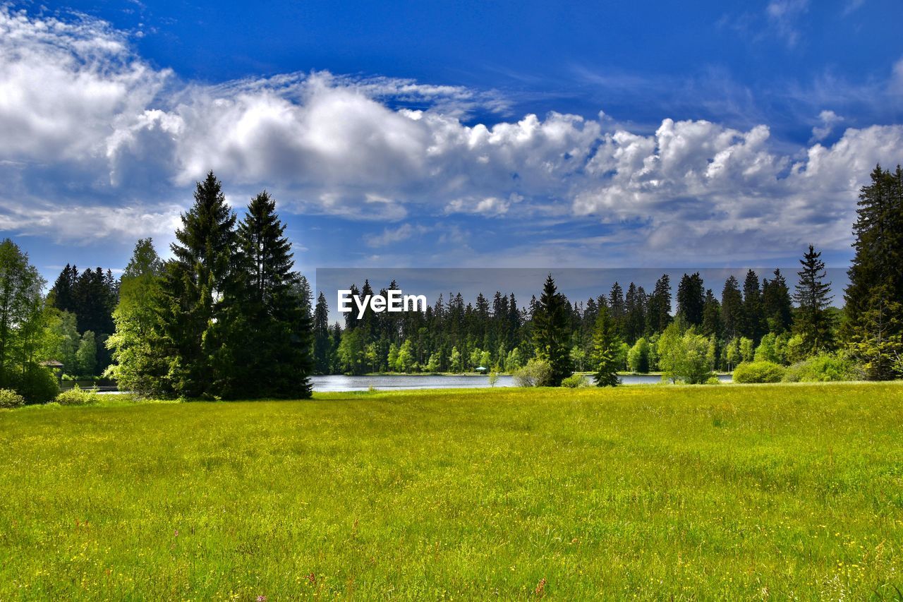 plant, meadow, tree, sky, grassland, environment, landscape, land, nature, scenics - nature, cloud, beauty in nature, natural environment, grass, green, pasture, forest, mountain, pine tree, coniferous tree, prairie, mountain range, wilderness, pine woodland, tranquility, field, tranquil scene, no people, pinaceae, plain, non-urban scene, woodland, blue, plateau, summer, rural area, horizon, sunlight, outdoors, rural scene, day, idyllic, travel destinations, growth, travel, springtime