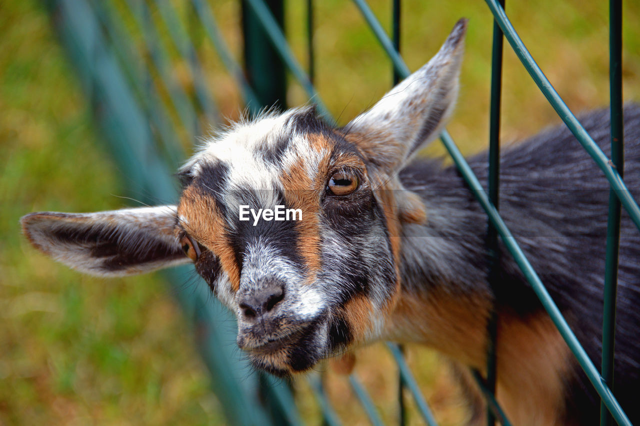 CLOSE-UP OF GOAT