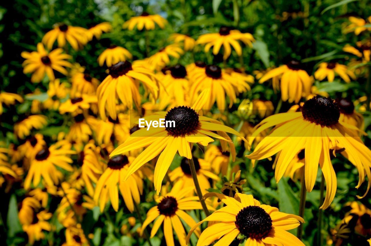 Close-up of yellow flowers blooming in field