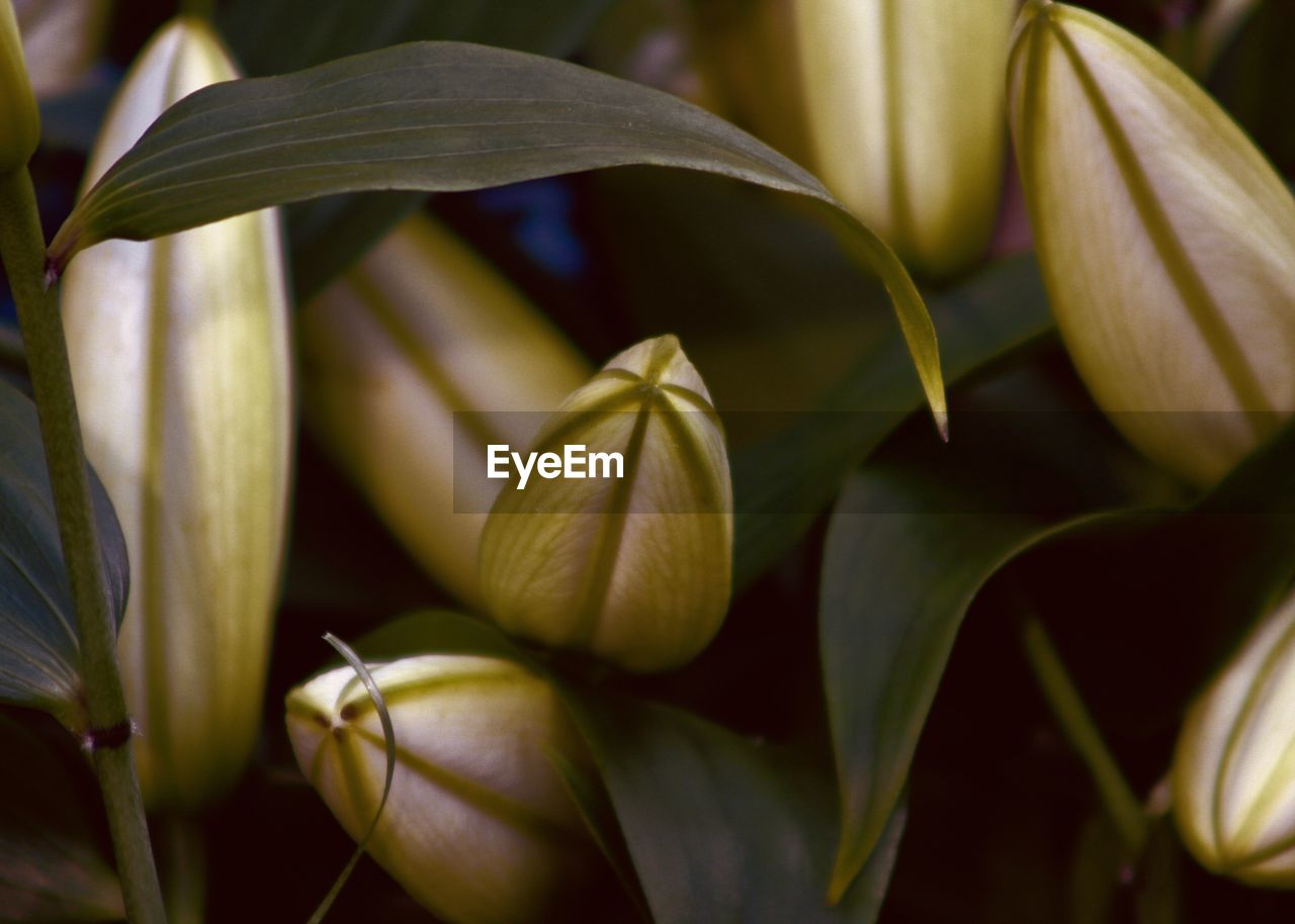 CLOSE-UP OF GREEN PLANT