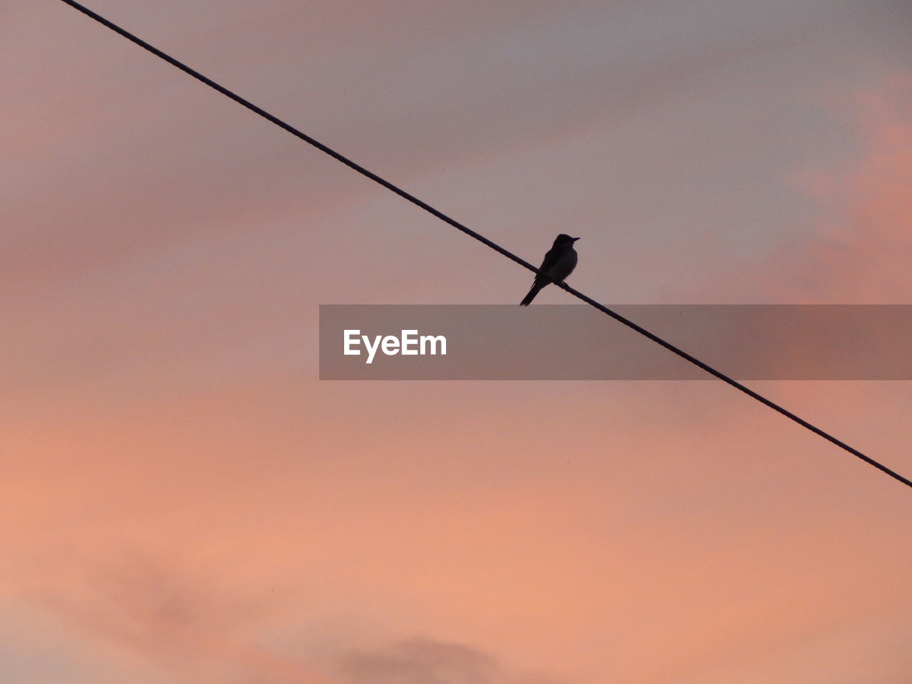 Low angle view of silhouette bird perching on cable against sky during sunset