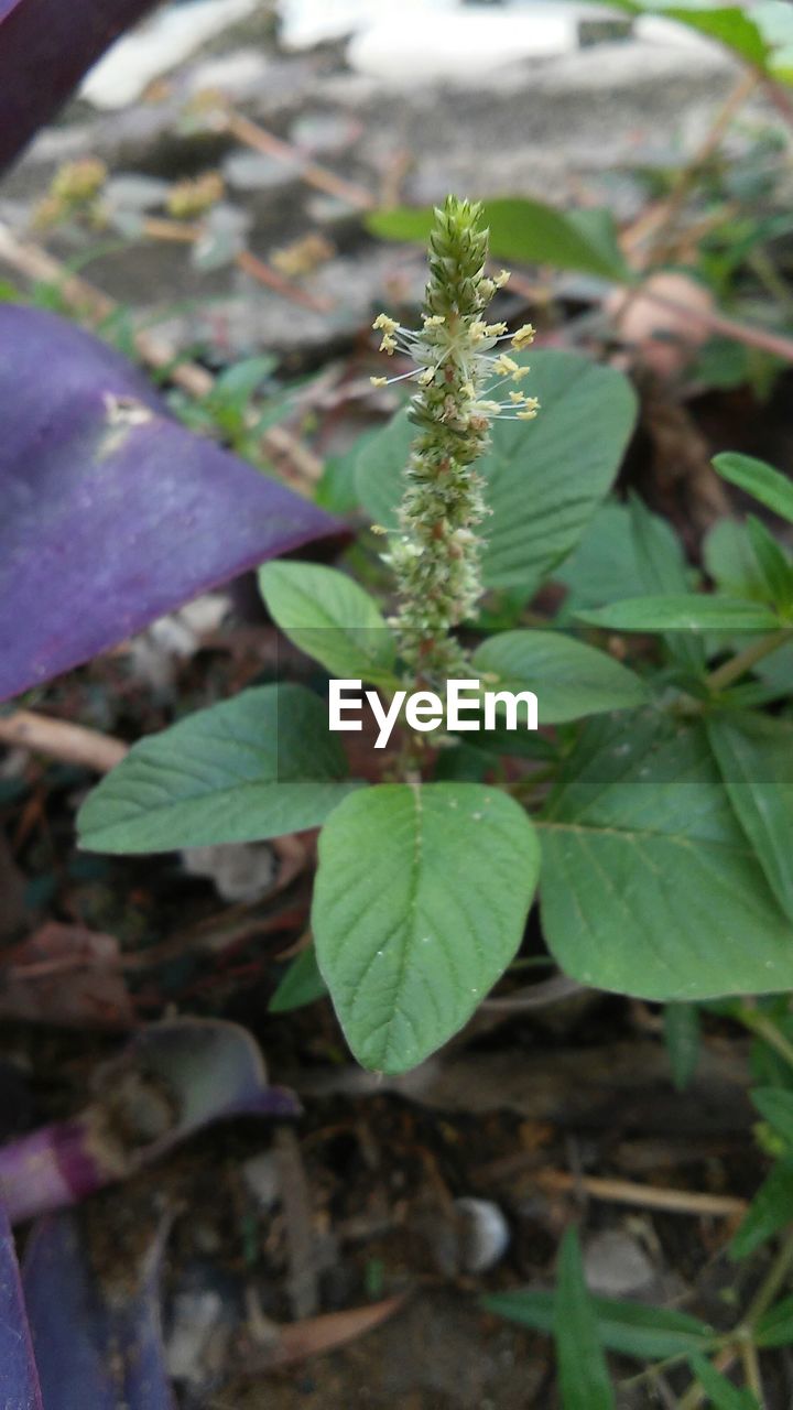 CLOSE-UP OF PLANT GROWING ON TREE