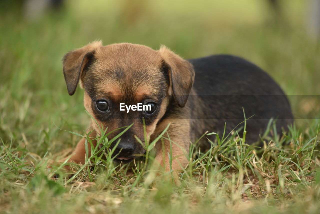 Portrait of puppy on field