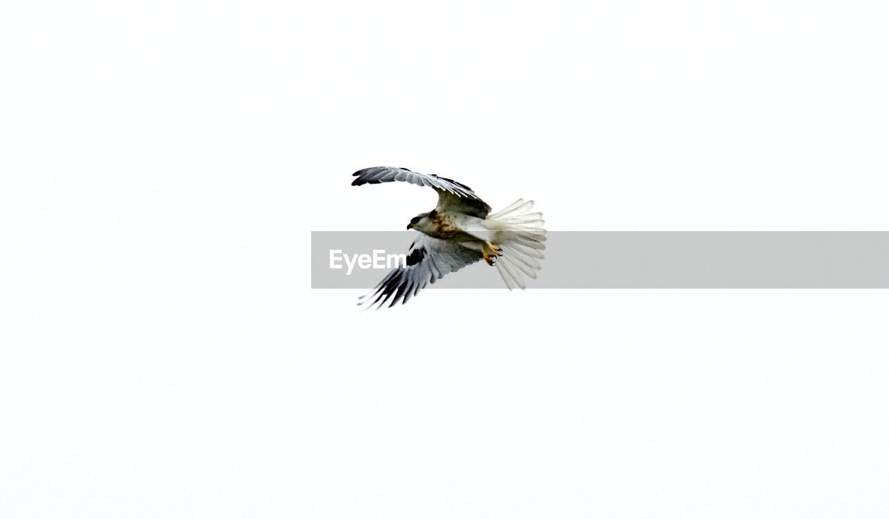 LOW ANGLE VIEW OF HAWK FLYING AGAINST CLEAR SKY