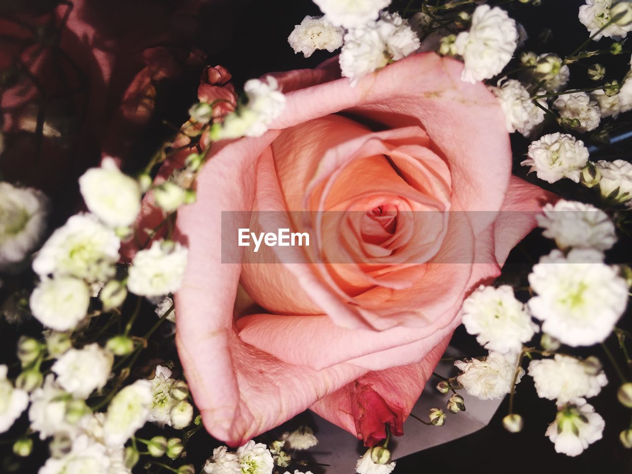 CLOSE-UP OF BOUQUET OF ROSES