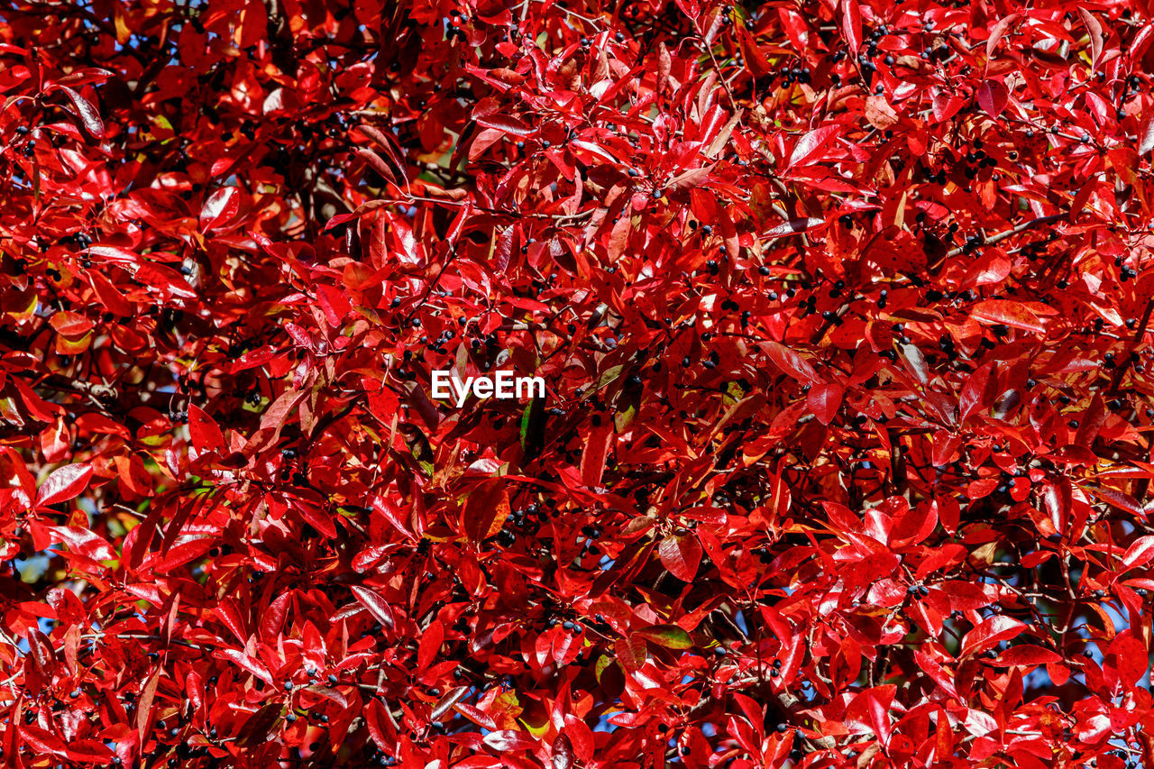FULL FRAME SHOT OF RED MAPLE LEAVES ON PLANT