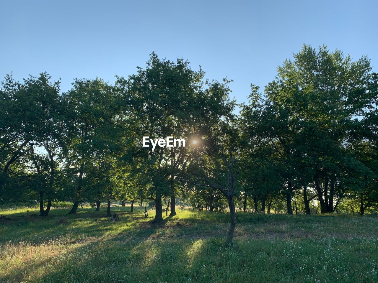 TREES ON LANDSCAPE AGAINST SKY