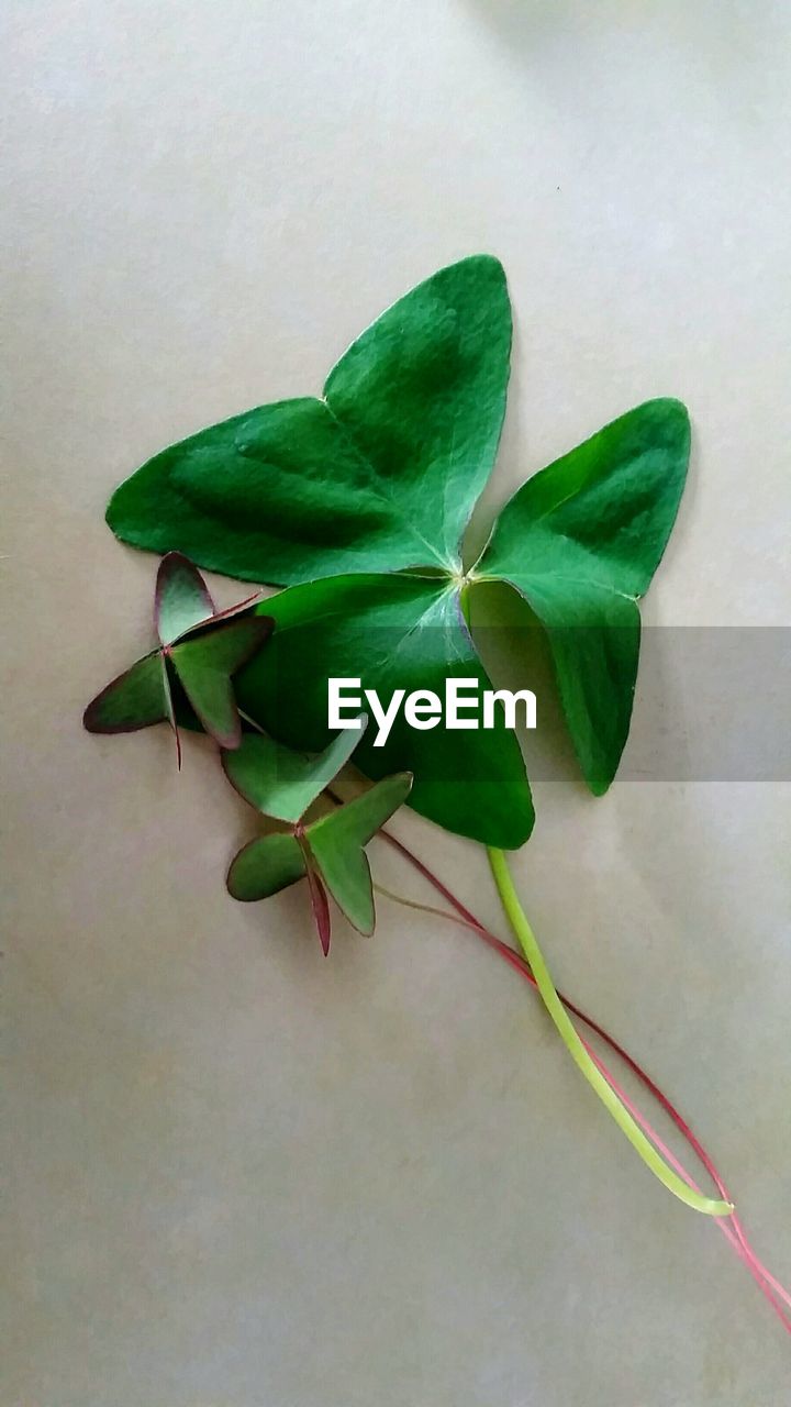 Close-up of leaves over white background