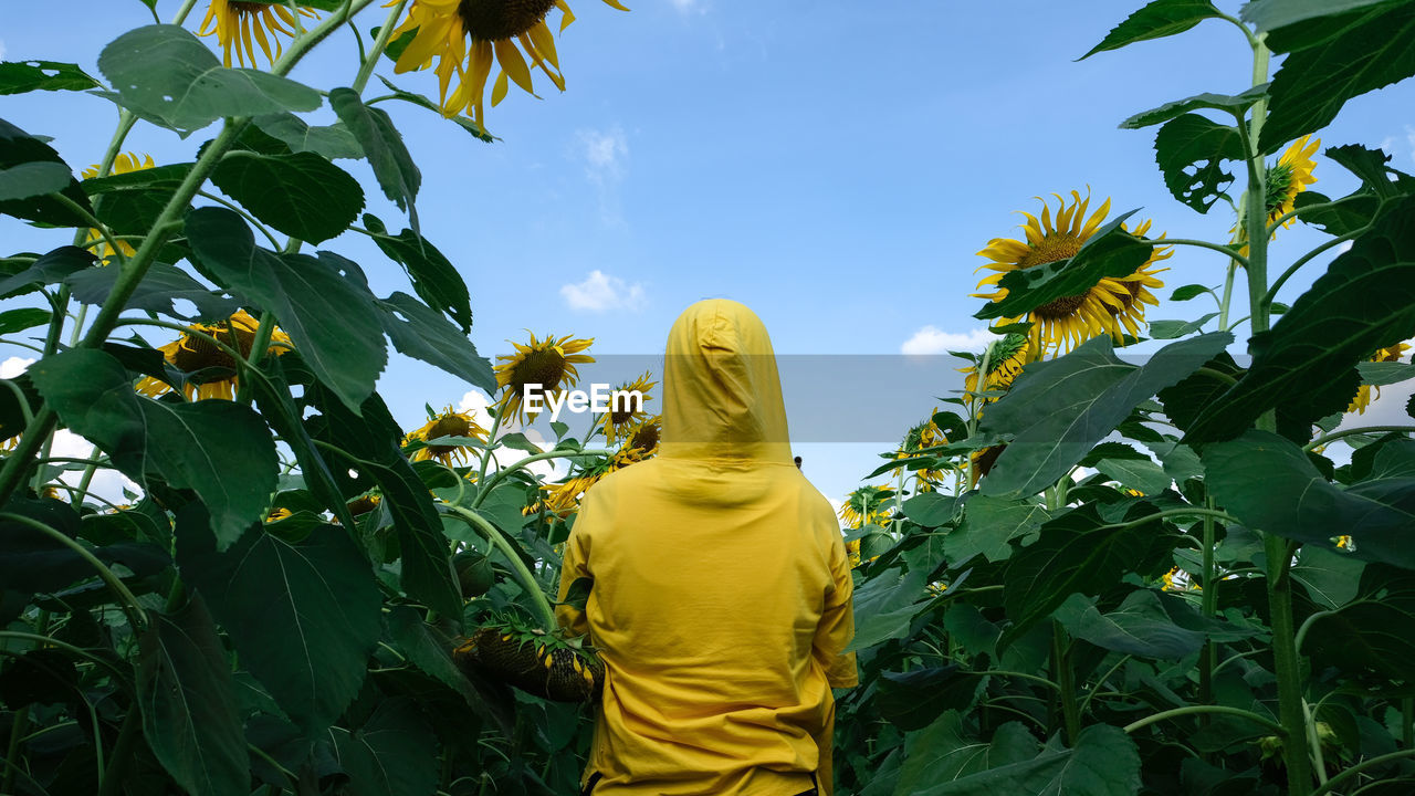 Rear view of woman with sunflower against sky
