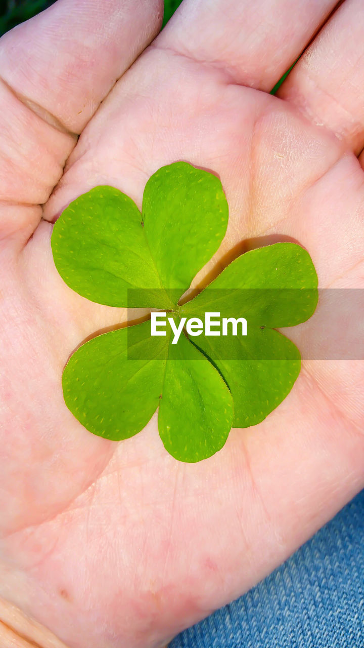 CROPPED IMAGE OF HAND HOLDING LEAF