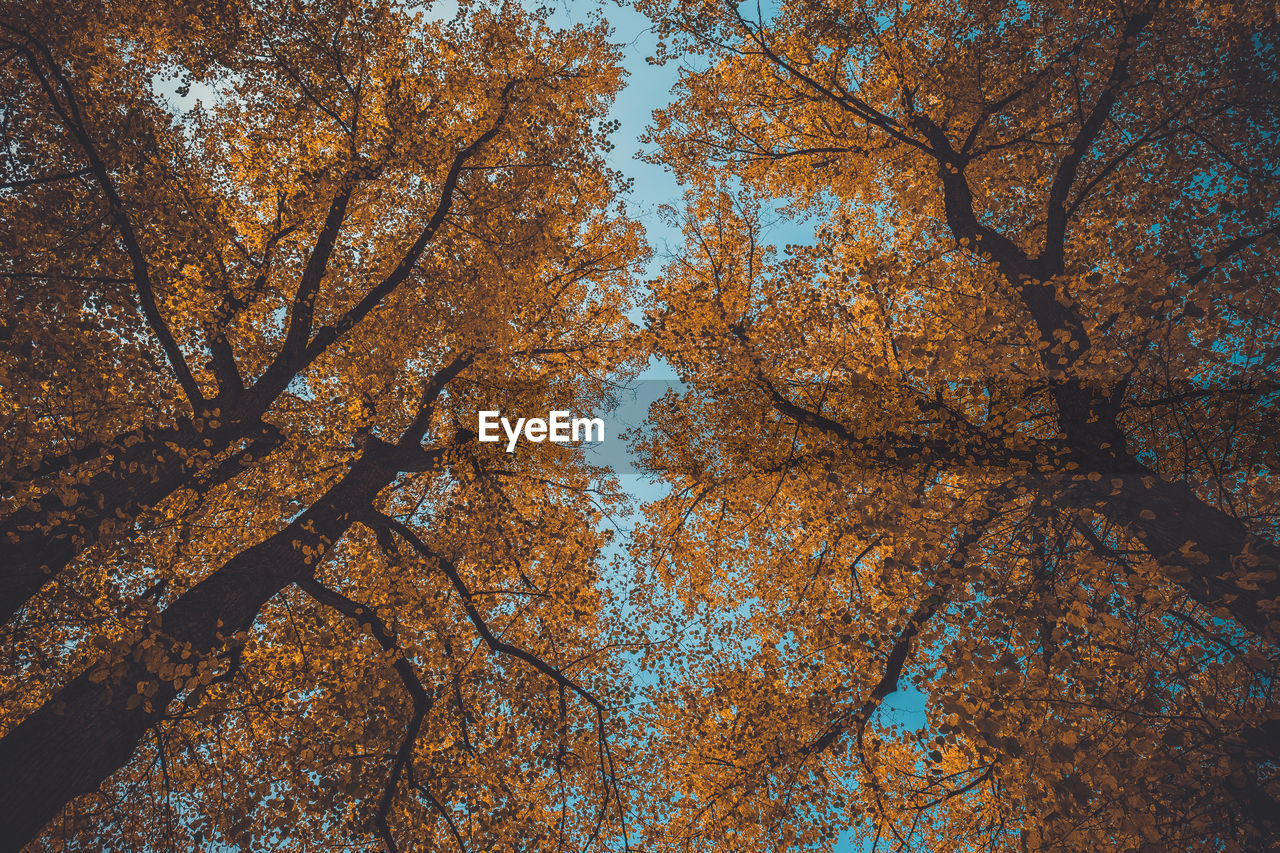 LOW ANGLE VIEW OF TREES IN AUTUMN