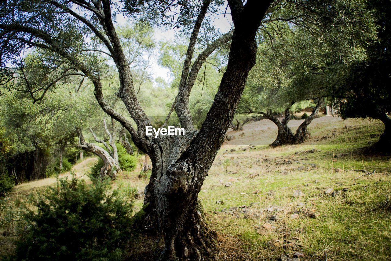 View of trees on landscape against sky