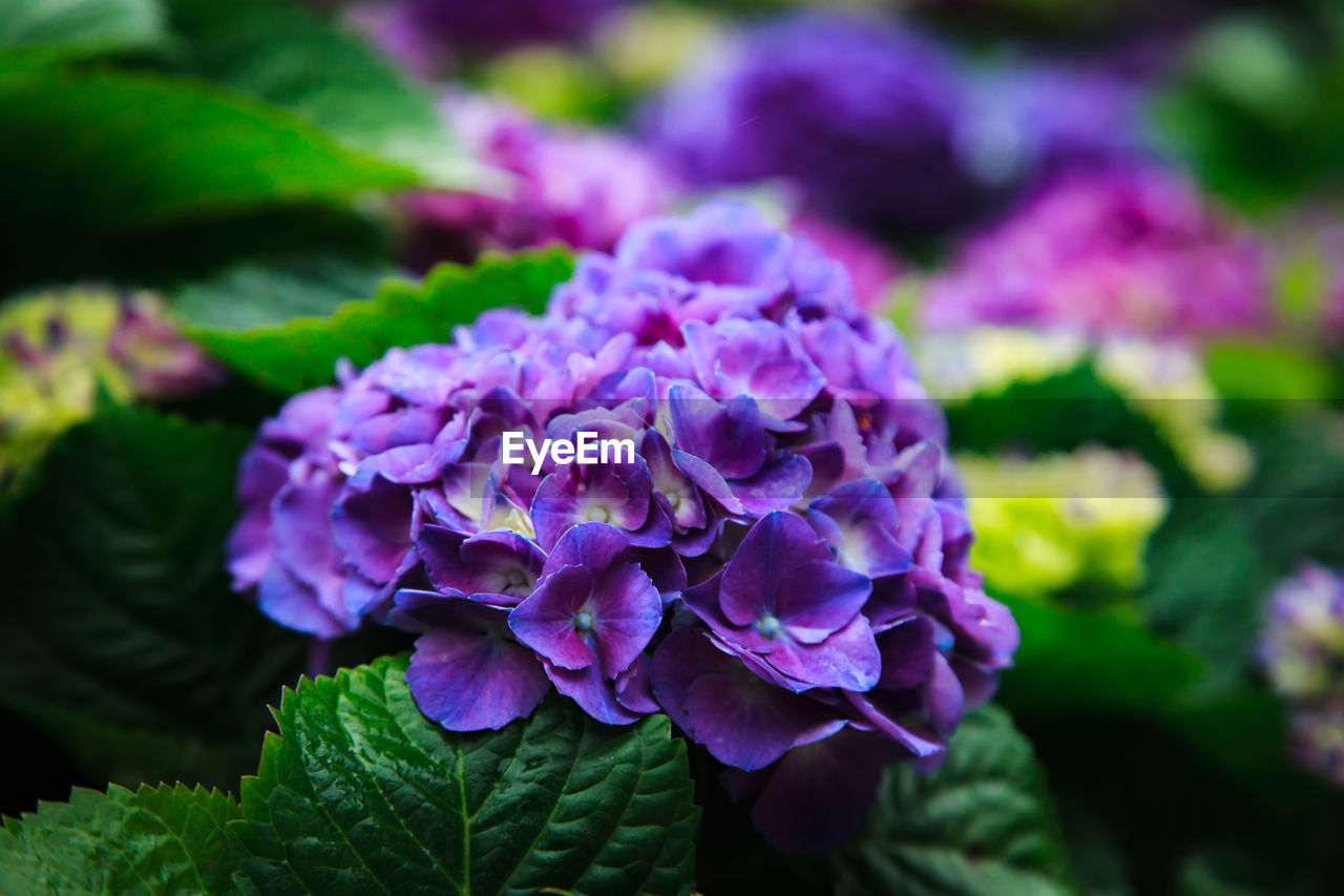 Flowers growing in lawn